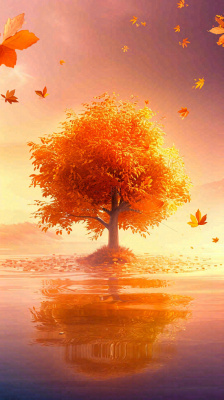 秋天树木的秋叶在河面上飘扬，金黄色温馨，秋分