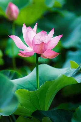 夏日池塘荷花盛开清凉唯美翠绿摄影图 夏日池塘荷花盛开清凉唯美翠绿摄影图