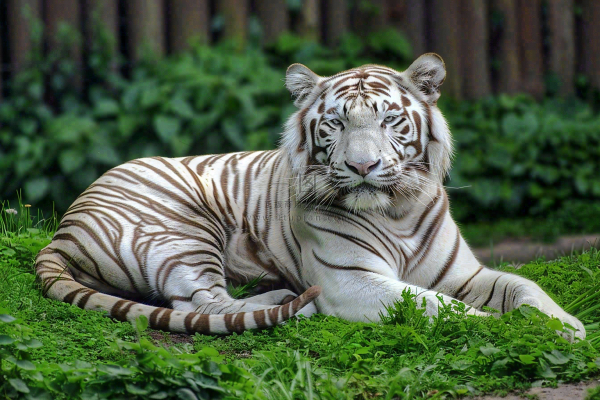 白虎动物园里趴着休息的老虎摄影图