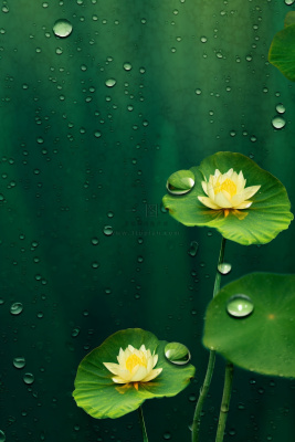 中国风传统绿色莲花简约背景 中国风传统绿色莲花简约背景