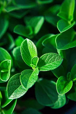 绿色新鲜茶叶绿叶摄影图 绿色新鲜茶叶绿叶摄影图