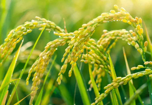 稻田稻谷稻穗粮食收成小满芒种世界粮食日摄影图 稻田稻谷稻穗粮食收成小满芒种世界粮食日摄影图