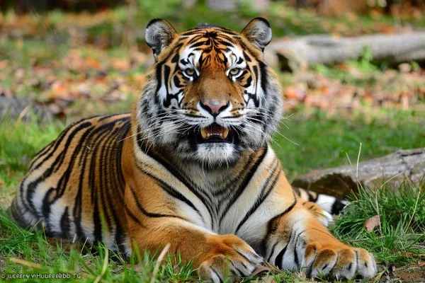 老虎动物园草地上趴着的老虎摄影图
