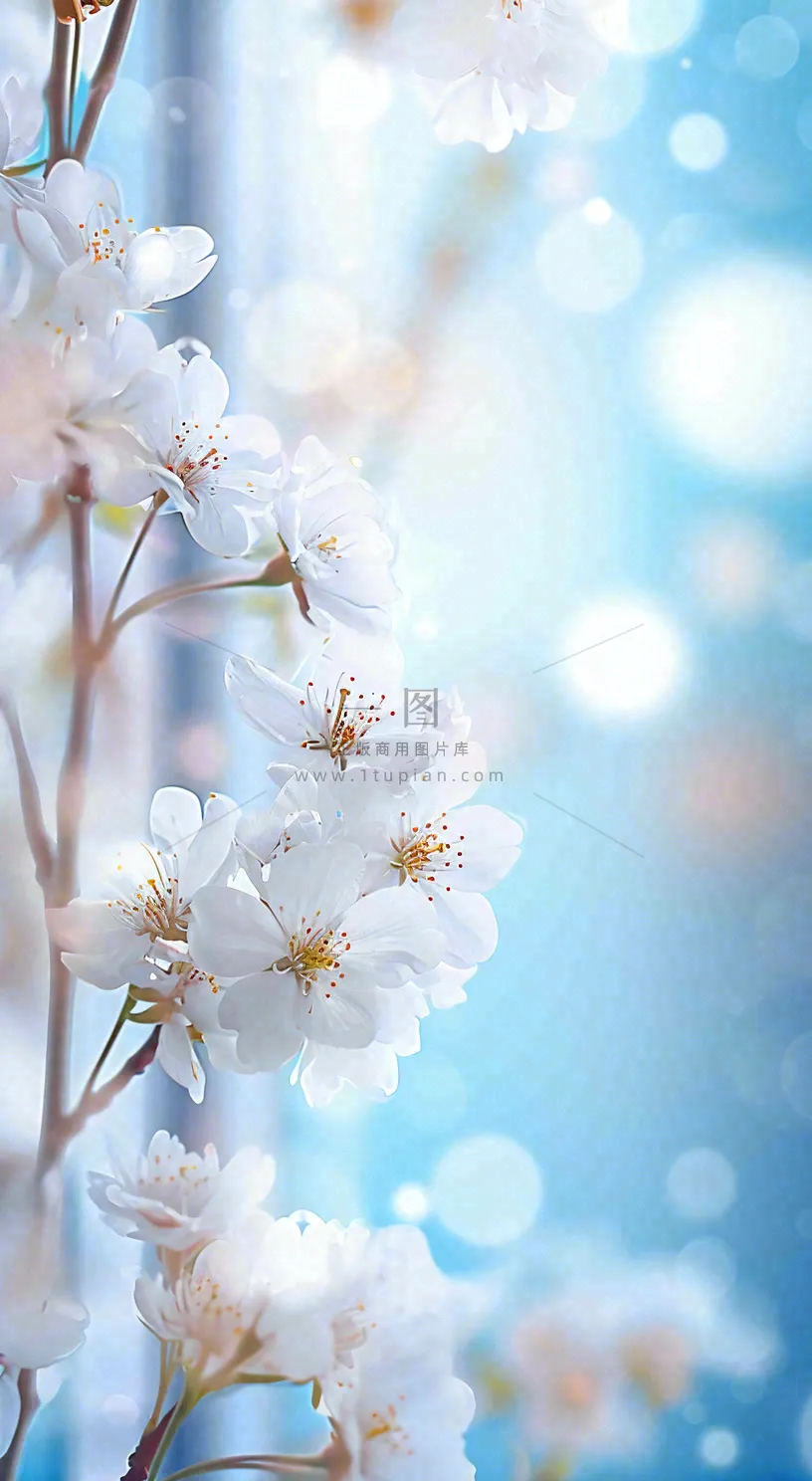 春天清新白色鲜花树枝，文艺新鲜浪漫摄影图