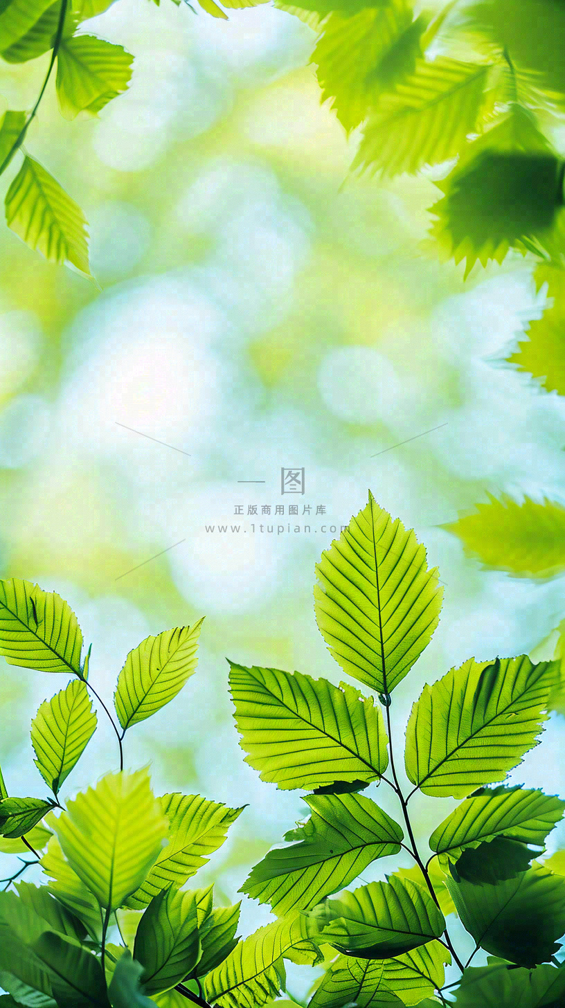 阳光明媚春天春意盎然嫩草，发芽，春分，立春摄影图