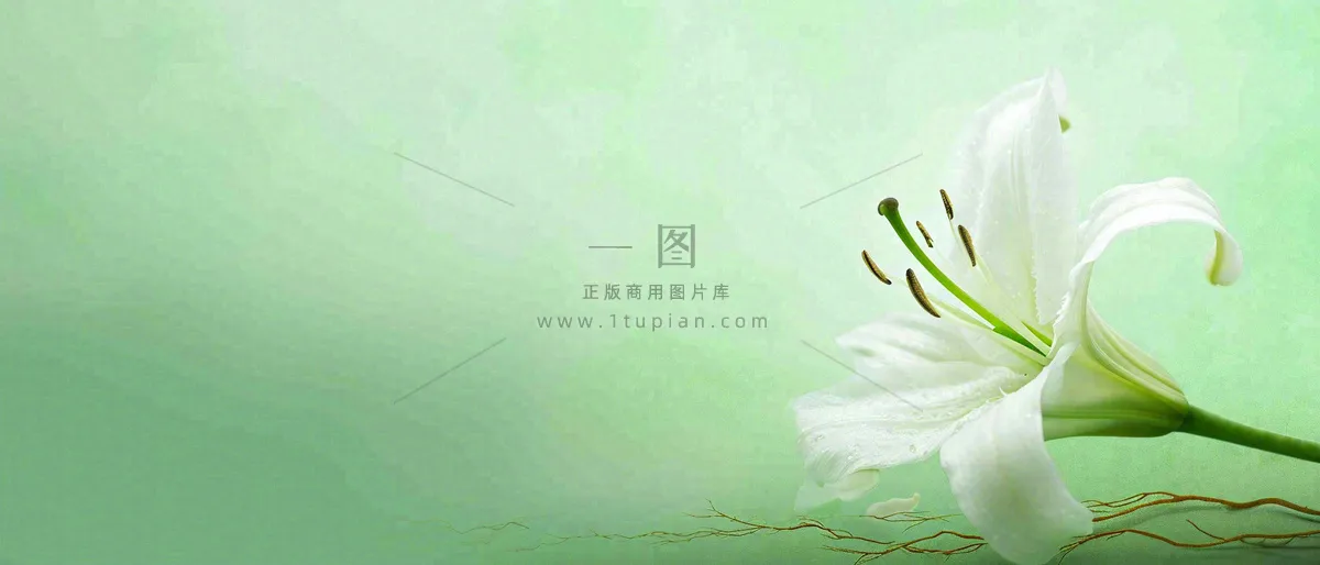 白色鲜花百合花鲜花意境简约，教师节淡雅摄影图
