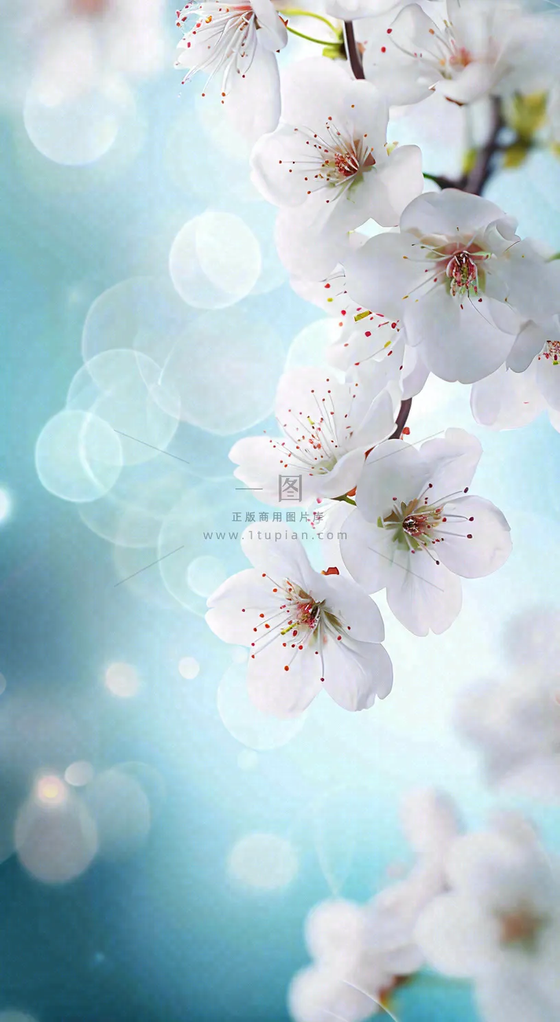 蓝色浪漫白色樱花花朵枝叶，立春惊蛰春分摄影图
