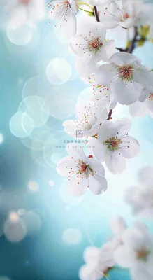 蓝色浪漫白色樱花花朵枝叶,立春惊蛰春分摄影图 蓝色浪漫白色樱花花朵枝叶,立春惊蛰春分摄影图