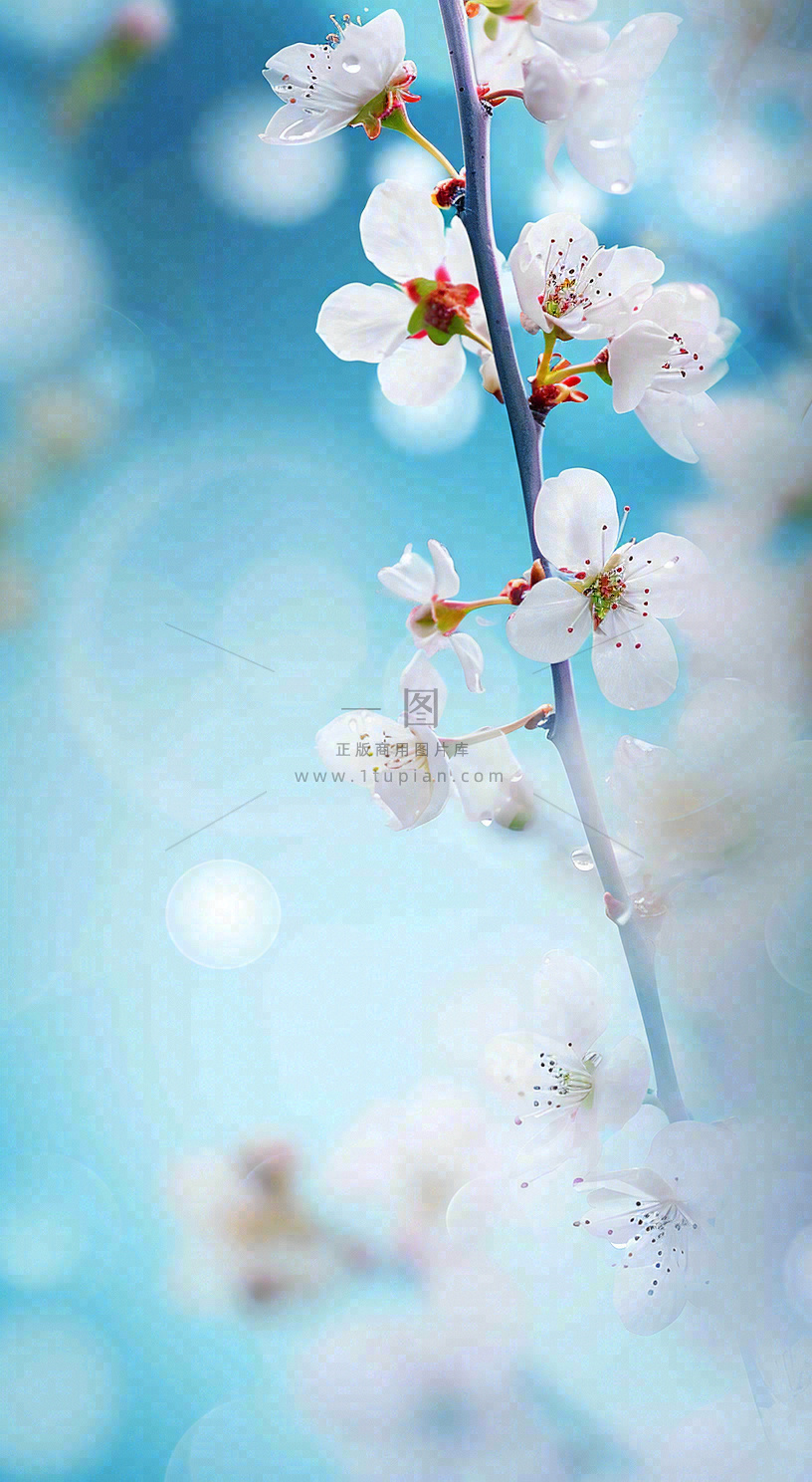 春天浪漫白色樱花花朵,立春春分摄影图