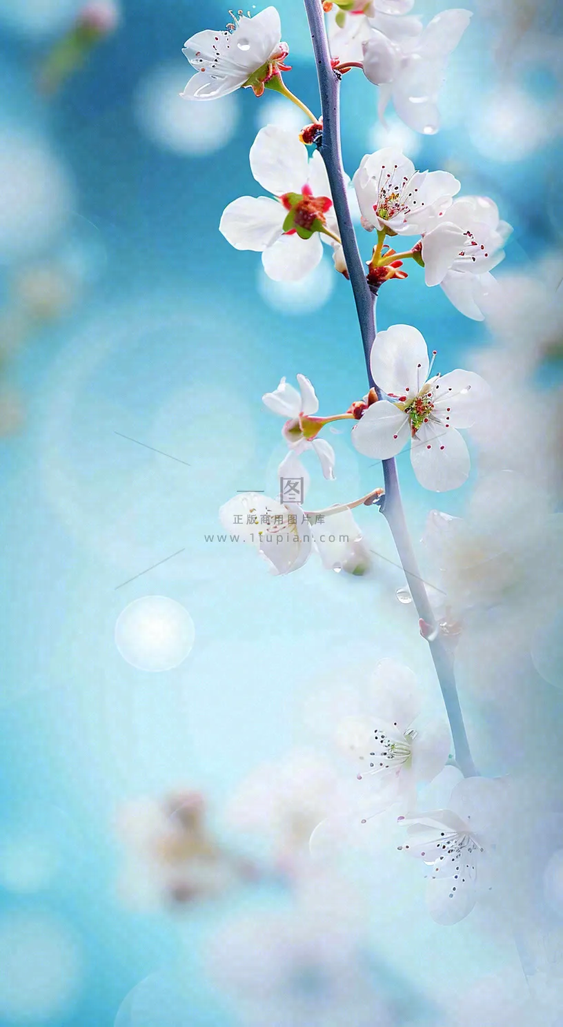 春天浪漫白色樱花花朵，立春春分摄影图