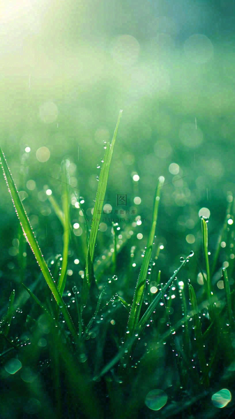 春天草地雨水雨露露珠绿草清新,谷雨雨水惊蛰白露摄影图