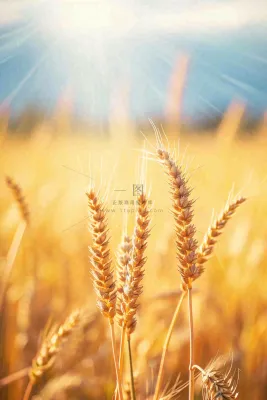 秋天收获小麦收割落日,秋分芒种小满粮食摄影图 秋天收获小麦收割落日,秋分芒种小满粮食摄影图