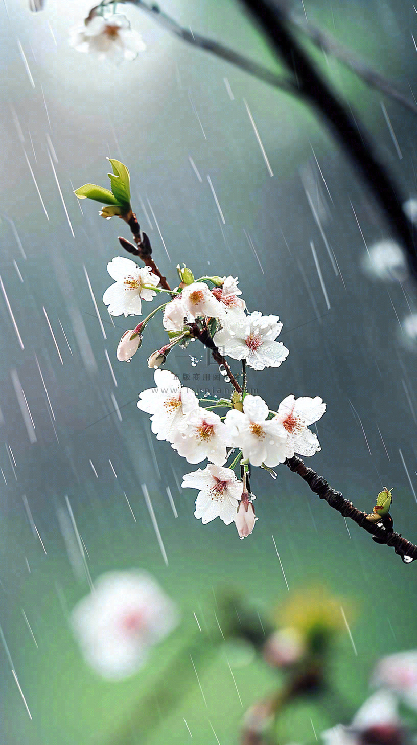 春天白色花朵枝叶在雨中,新鲜绿叶鲜花,雨水谷雨摄影图