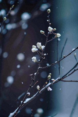 冬天雪花枝叶植物简约意境，冬季小雪大雪冬至摄影图