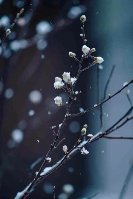冬天雪花枝叶植物简约意境，冬季小雪大雪冬至摄影图