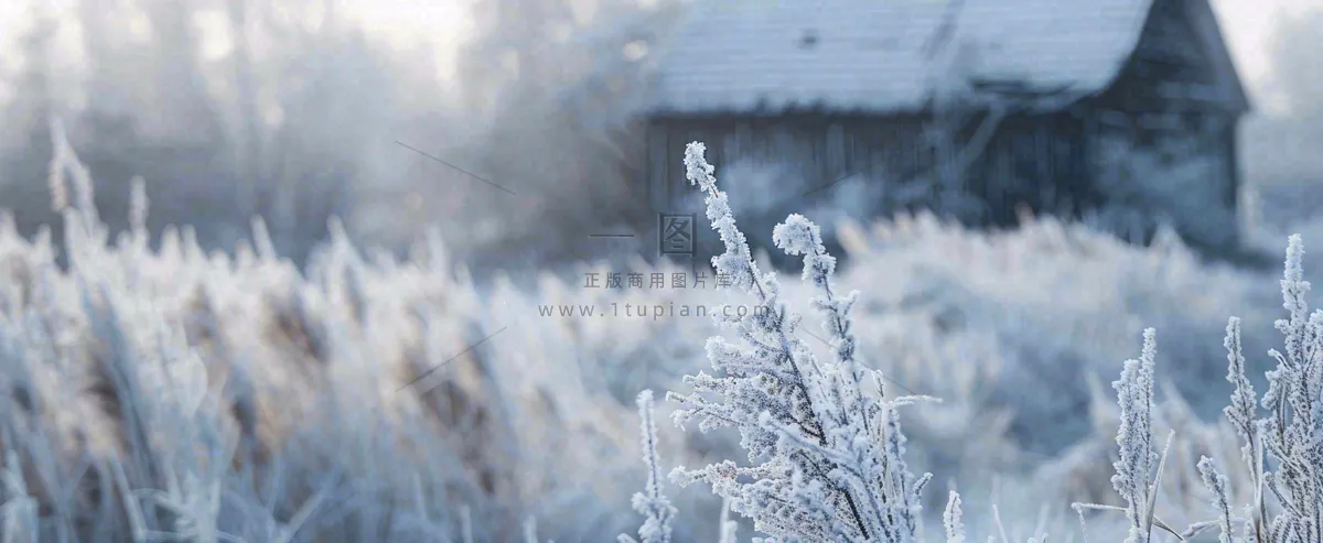 冬天植物森林里的木屋白雪覆盖小寒小雪摄影图