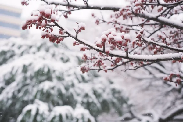 冬季初雪树枝大雪覆盖红色果实摄影图
