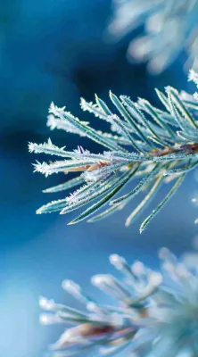 冬天寒冷白雪结冰小寒摄影图 冬天寒冷白雪结冰小寒摄影图