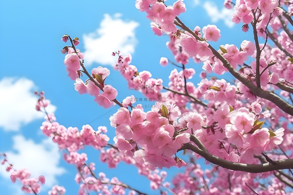 蓝天白云粉色树枝花朵樱花摄影海报素材背景