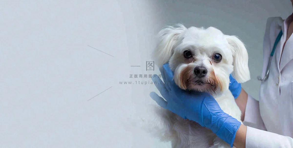 宠物医院猫狗生病救治摄影图