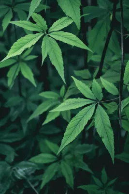 简约树叶清新绿色大气摄影背景