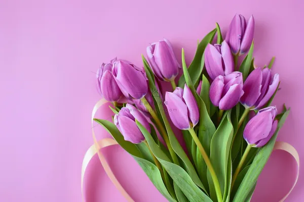 紫色郁金香鲜花妇女节摄影图