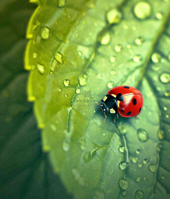 春天夏天七星瓢虫动物昆虫在绿叶上,谷雨立夏夏至小暑摄影图 春天夏天七星瓢虫动物昆虫在绿叶上,谷雨立夏夏至小暑摄影图
