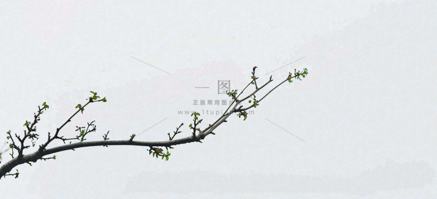 春天枝叶萌芽发芽绿叶，简约清新立春摄影图