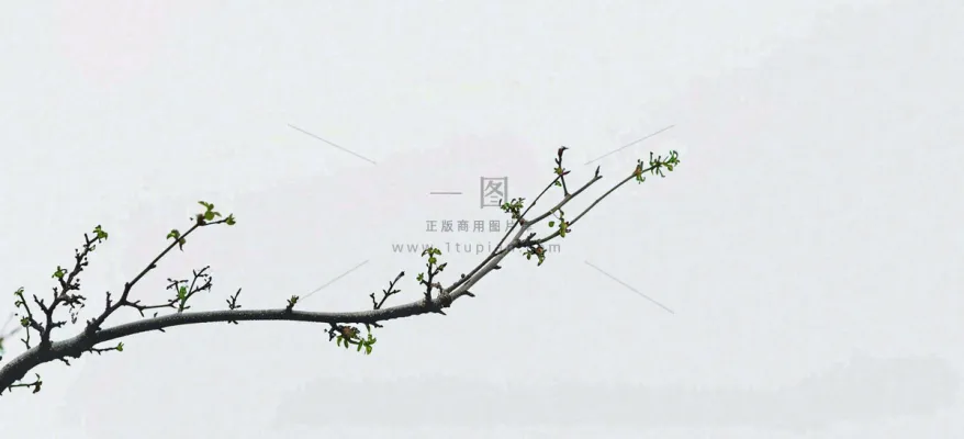 春天枝叶萌芽发芽绿叶，简约清新立春摄影图