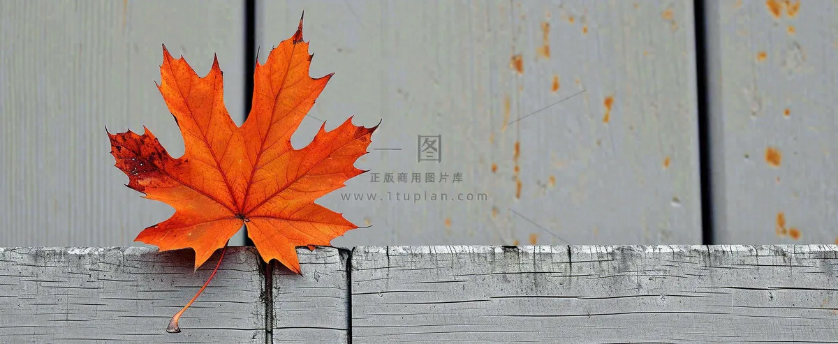 秋天红色秋叶简约特写，立秋秋分摄影图
