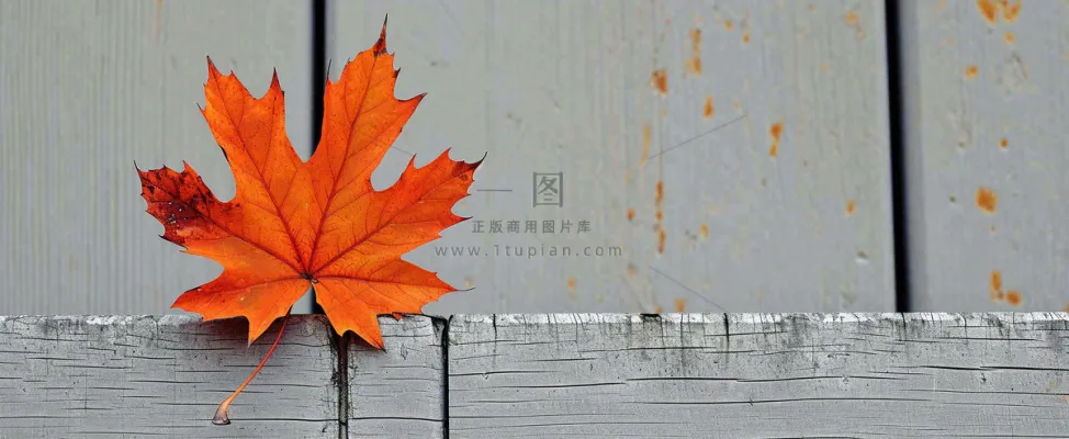 秋天红色秋叶简约特写，立秋秋分摄影图