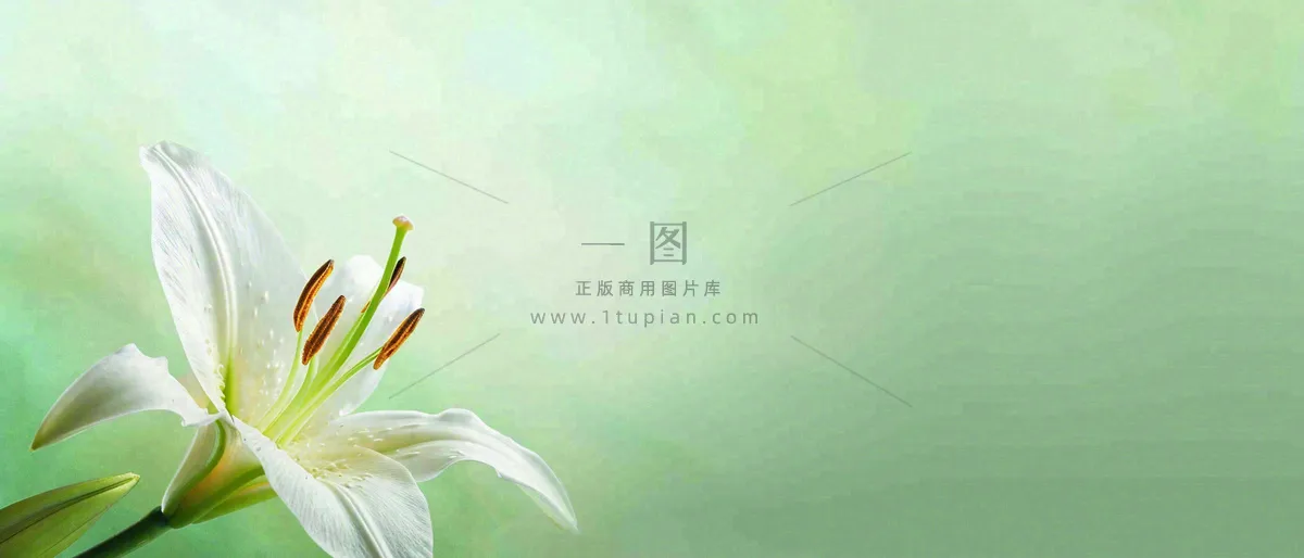 白色鲜花百合花鲜花意境简约，教师节淡雅摄影图