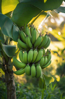 香蕉树芭蕉叶青香蕉水果摄影图