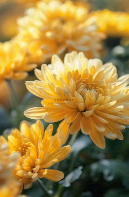 秋天金菊菊花植物立秋秋分重阳摄影图