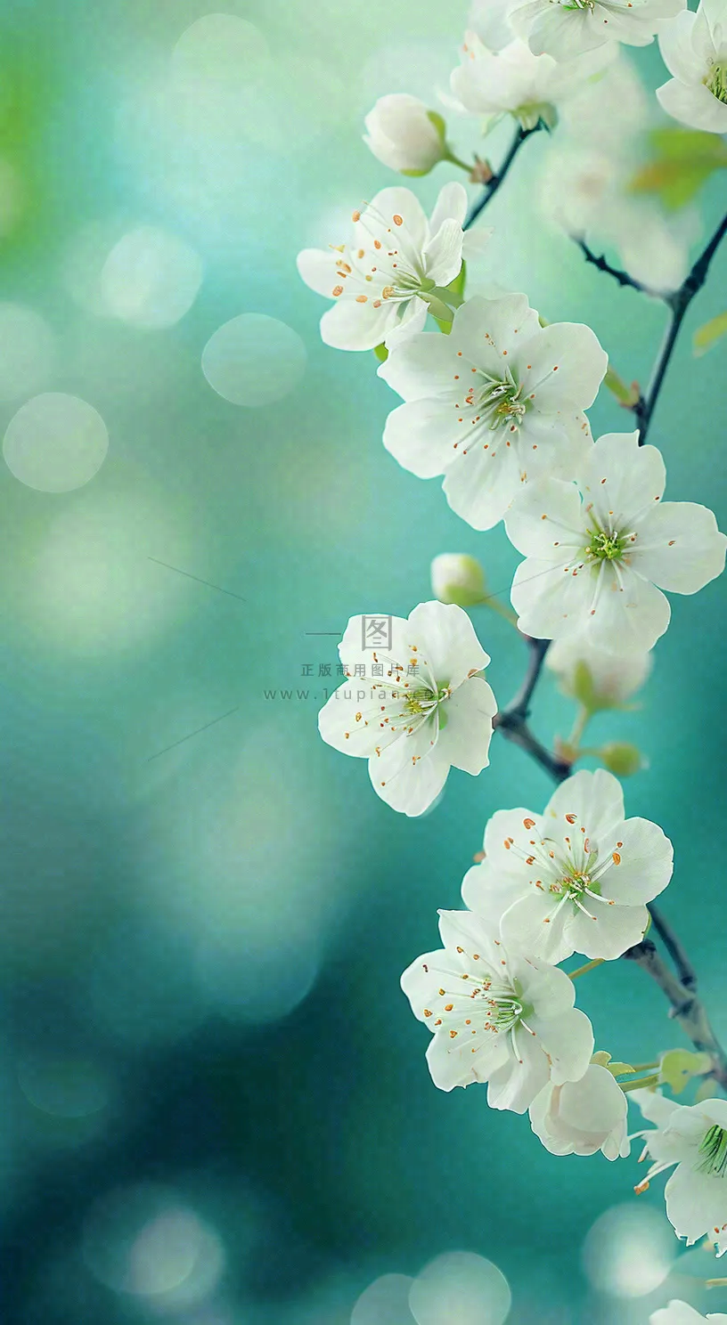 春天枝头上开满花朵，春分摄影图