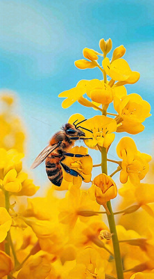 蓝天下蜜蜂在黄色花朵上，春天摄影图