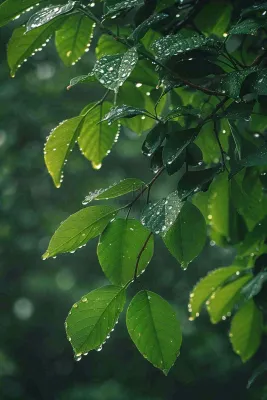 清晨植物绿叶上的露珠水滴雨水谷雨寒露摄影图 清晨植物绿叶上的露珠水滴雨水谷雨寒露摄影图