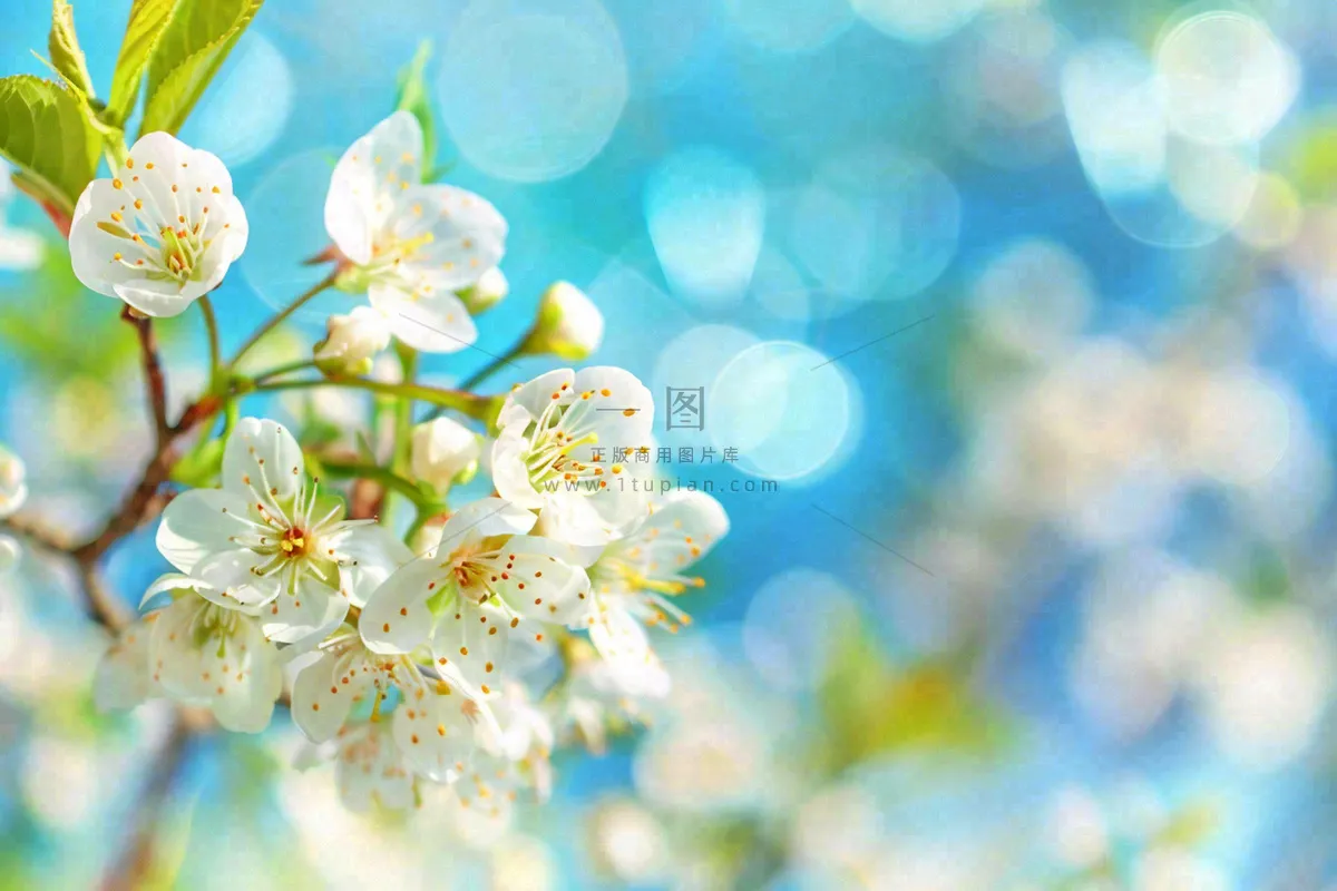 白花梨花花朵春意蓝天背景春分立春惊蛰摄影图