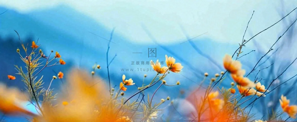 简约橙色小花鲜花，蓝色天空山脉虚幻意境摄影图