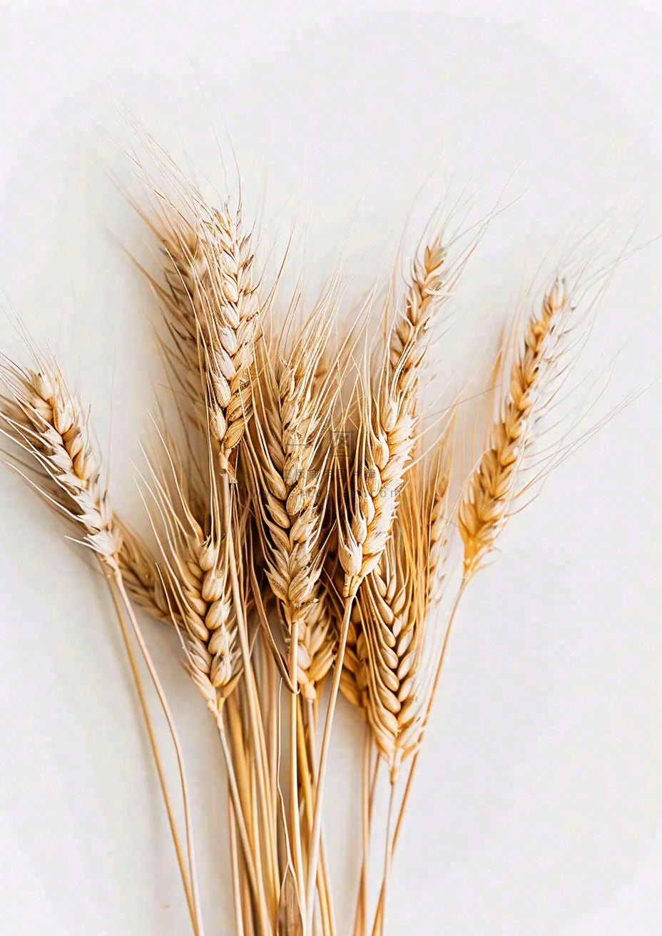 秋天小麦麦穗粮食芒种立秋秋分摄影图