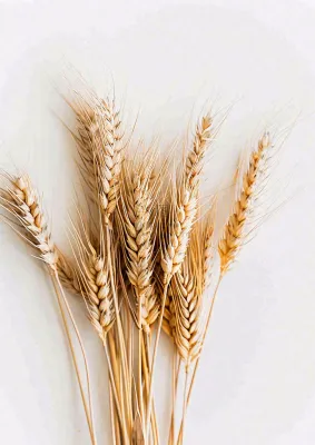 秋天小麦麦穗粮食芒种立秋秋分摄影图