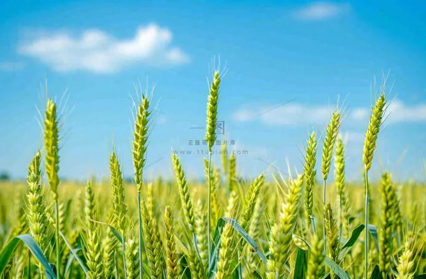 晴天小麦地麦穗绿色小满芒种摄影图