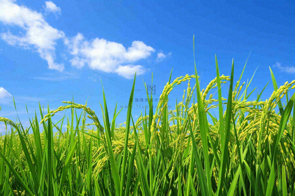 水稻农田种植粮食稻穗摄影图