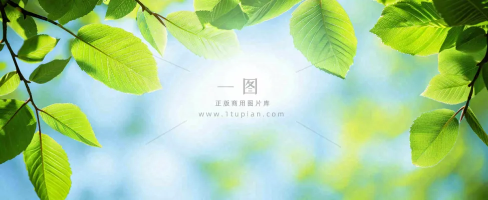 春天阳光绿叶嫩芽清新，立春春分摄影图