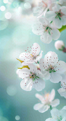 春天白色的樱花花朵开满枝头立春惊蛰春分摄影图