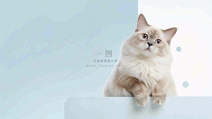 猫狗宠物店宣传卡通插画背景 猫狗宠物店宣传卡通插画背景