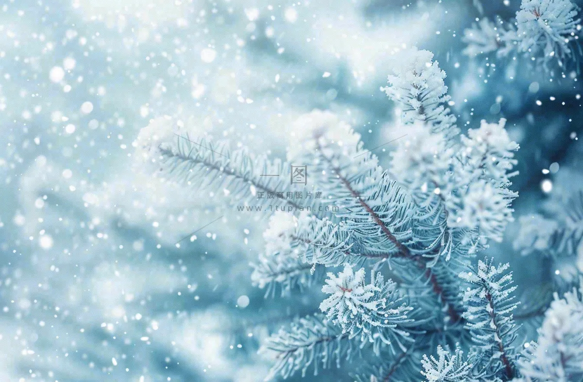 冬天松树上挂满了白雪雾凇立冬霜降冬至大雪摄影图