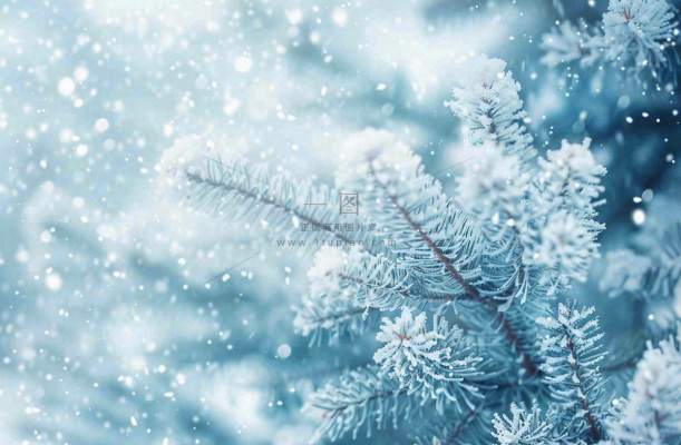 冬天松树上挂满了白雪雾凇立冬霜降冬至大雪摄影图