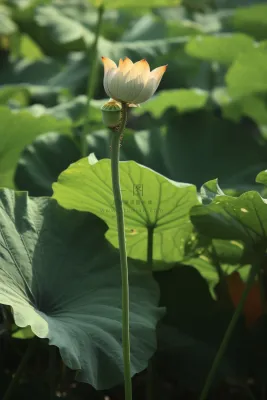 绿色简约节气清新意境背景 绿色简约节气清新意境背景