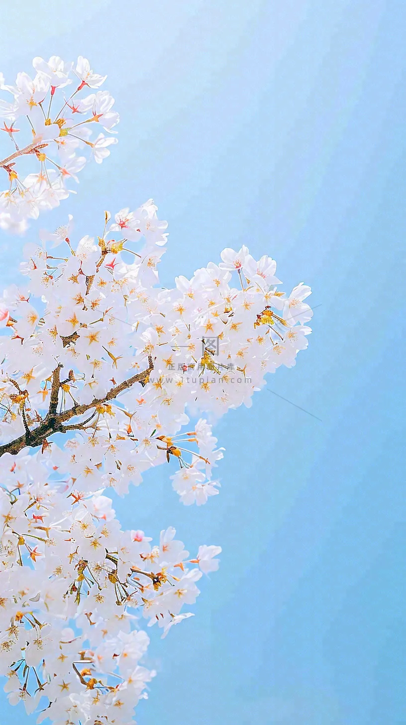 春天开满花朵的树冠仰拍蓝色天空，立春，春分摄影图